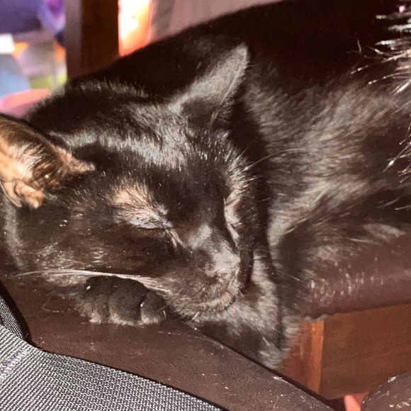 Meet your Posher, Jazleen cedeno - Picture 1 of 1